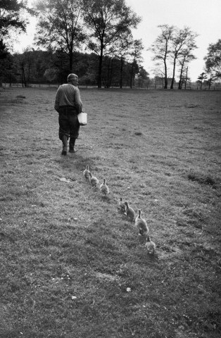 German Ethologist Dr. Konrad Z. Lorenz studying unlearned habits of goslings at Woodland Institute.