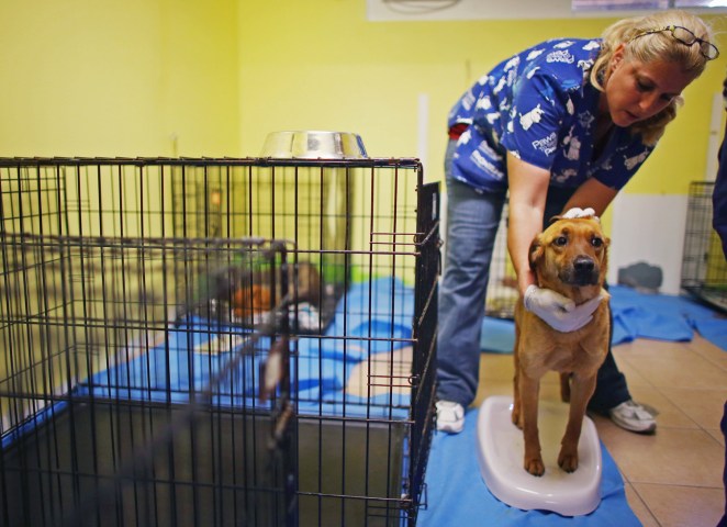 Melissa Lipman cares for a dog rescued from the ruins near Oklahoma City, at the Tri County Humane Society in Boca Raton, Fla., on May 30, 2013.