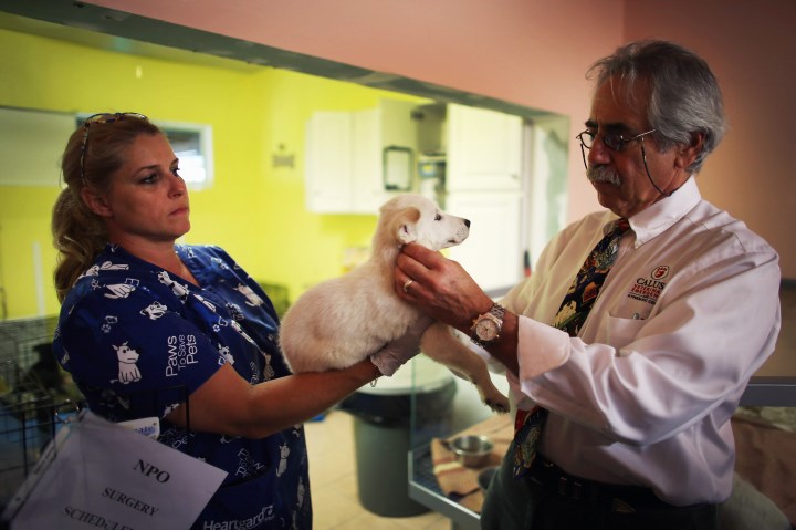 From left: Melissa Lipman holds a rescued dog as veterinarian Andrew Turkell examines it at the Tri County Humane Society in Boca Raton, Fla., on May 30, 2013.