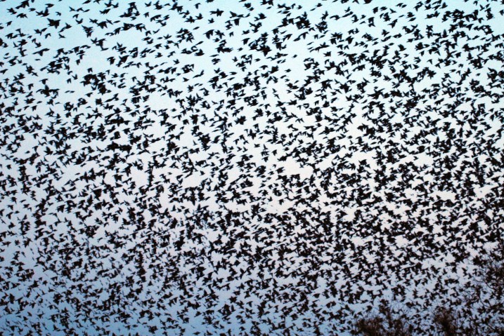 A flock of birds in Ahmedabad, India, February 6, 2012.