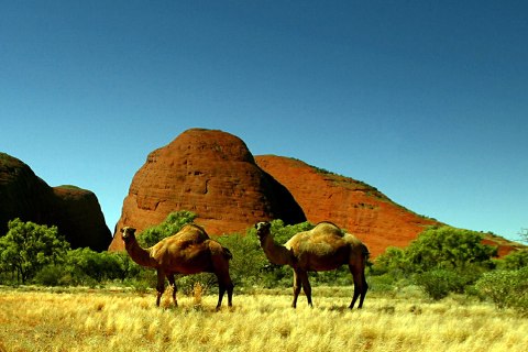 Two feral camels