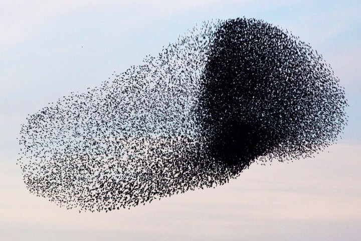 A flock of starlings fly over an agricultural field near Netivot in Israel, on Jan. 24, 2013.
