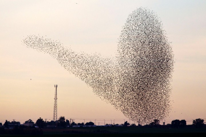 A flock of starlings fly over an agricultural field near  Netivot in Israel, on Jan. 24, 2013.