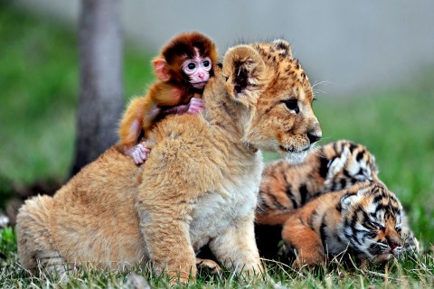 A baby monkey, a lion cub and tiger cubs play at the Guaipo Manchurian Tiger Park in Shenyang