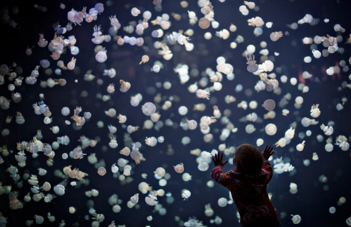 A child watches jellyfish swim at the Vancouver Aquarium in Vancouver, on May 16, 2013.