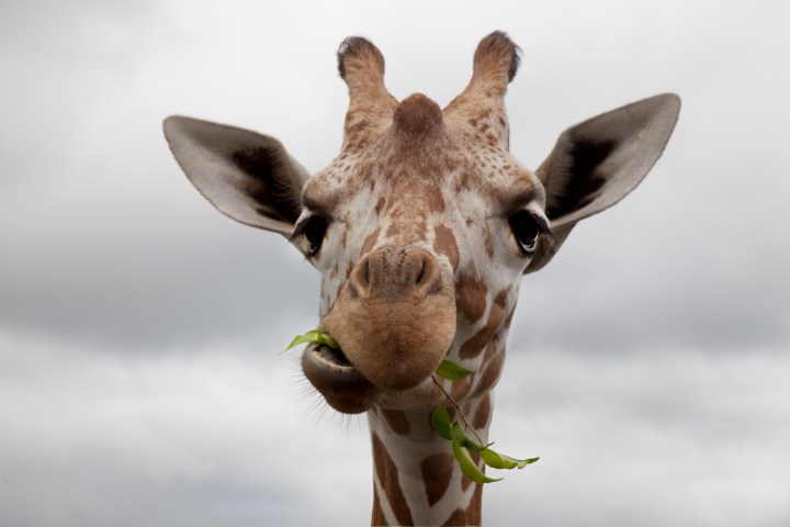 giraffe profile