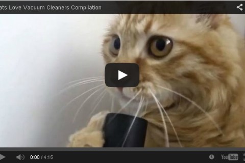 cat vacuum video