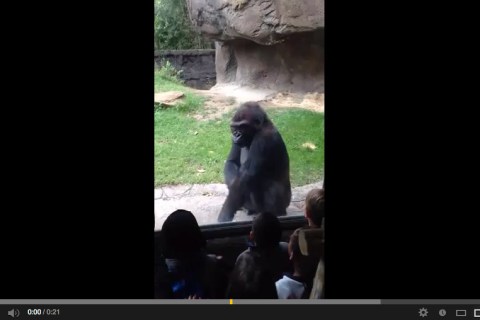 gorilla2
