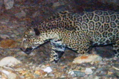 Jaguar Sighting