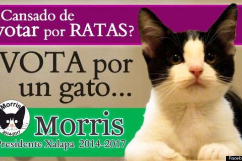 o-MORRIS-THE-CAT-570