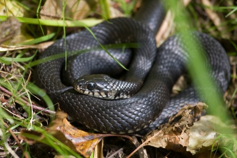 A viper is seen in a forest near the village of Babchin