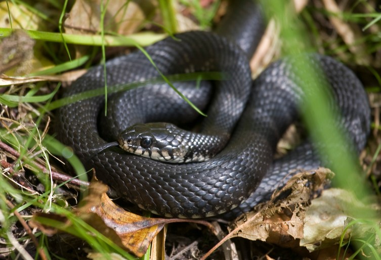 Viper Venom Kills German Snake Expert | TIME.com