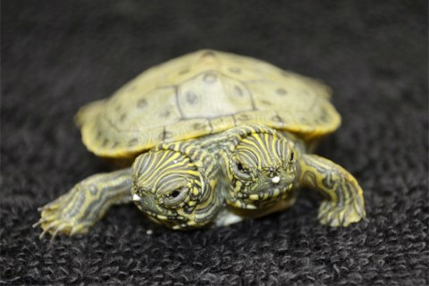 Two-Headed Turtle