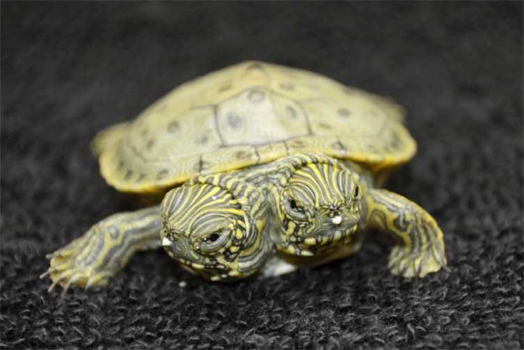 The Two-Headed Turtle at the San Antonio Zoo | TIME.com