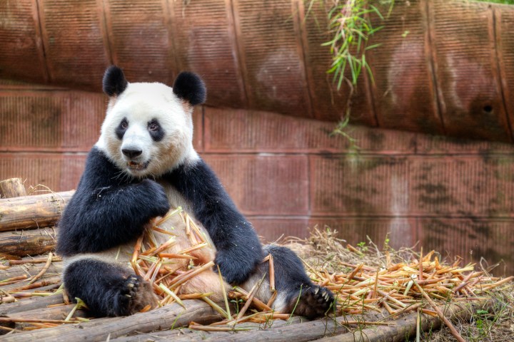 Giant Panda Cam Launches In China Time Com
