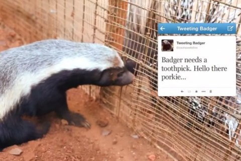 bg-tweeting-badger-johannesburg-zoo