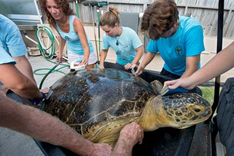 Handout of staff at the Turtle Hospital scrub OD, a 320-lbs green sea turtle, in Marathon