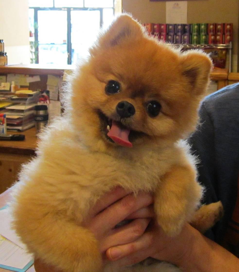 pictures of boo the pomeranian