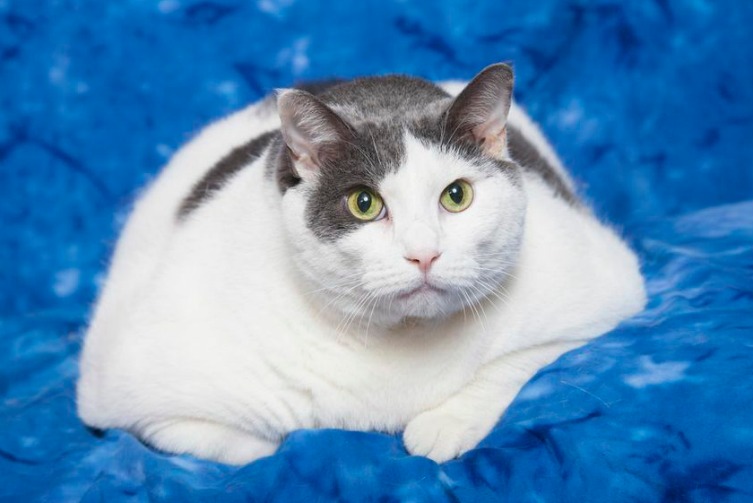 Meet Buddha, a Very Fat Cat Who's on a Diet | TIME.com