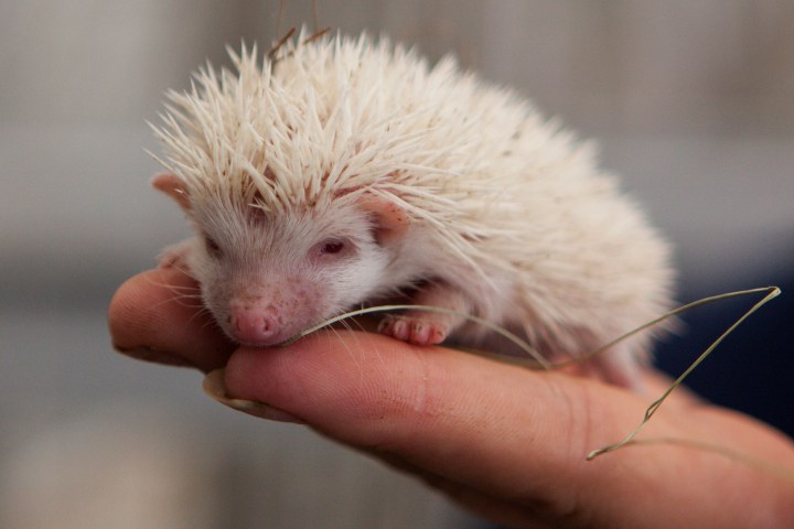 albino baby hedgehog