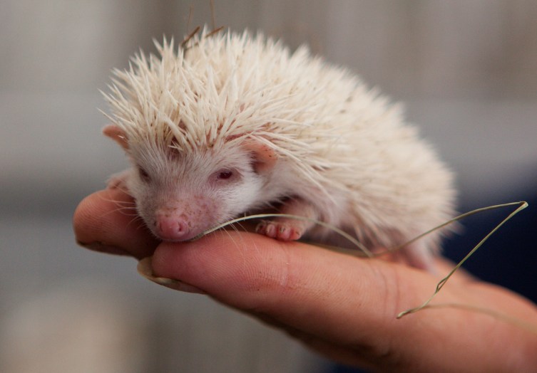 Russian Albino Porn - Moscow: Three Tiny Albino Hedgehogs Named After the Royal Baby | TIME.com
