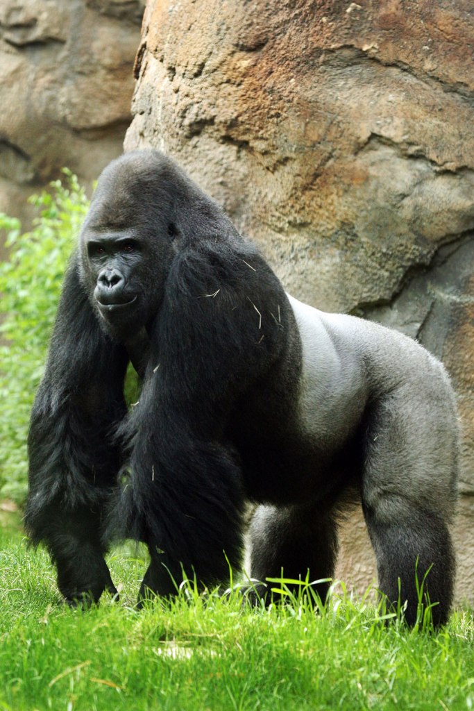 Dallas Gorilla Will Get Some Therapy | TIME.com