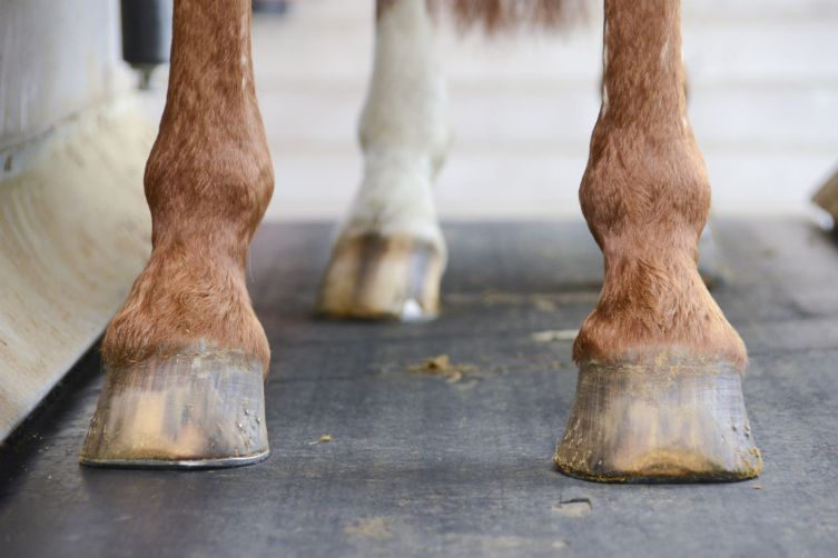 Cornell Destroyed Horse Semen Worth $200K | TIME.com