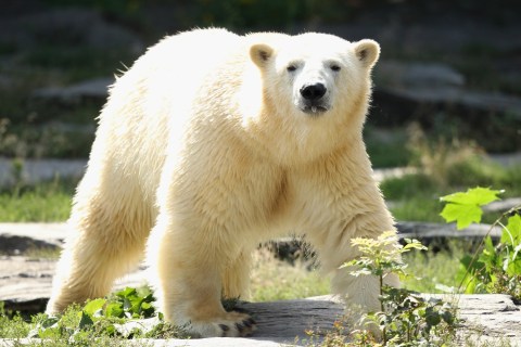 Berlin Zoo Receives New Polar Bear
