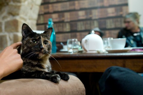 Customers enjoy a beverage as a cat relaxes on an armchair at the "Cafe des Chats" days before the inauguration in Paris