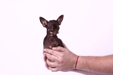 Milly - Smallest Living Dog