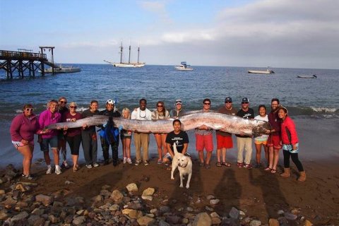 The crew of sailing school vessel Tole Mour and Catalina Island Marine Institute instructors hold an 18-foot-long oarfish that was found in the waters of Toyon Bay on Santa Catalina Island