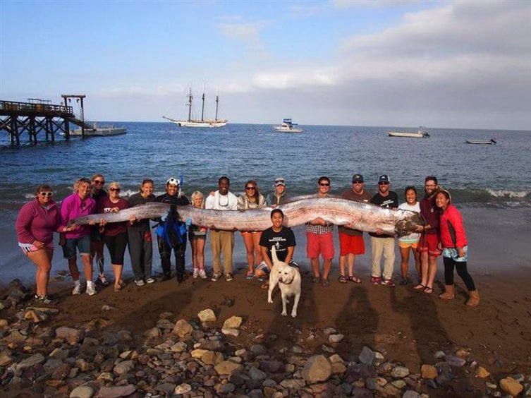 Catalina Island Porn - Terrifying-Looking 18-Foot Oarfish Discovered Off Of Catalina Island |  TIME.com