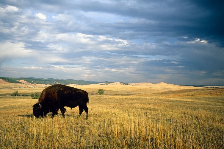 Custer State Park | 50 Cultural Experiences to Try in 2014 | TIME.com