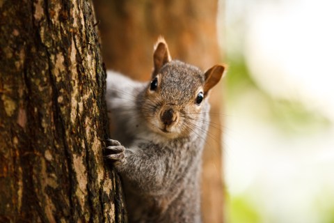 Image: Squirrel