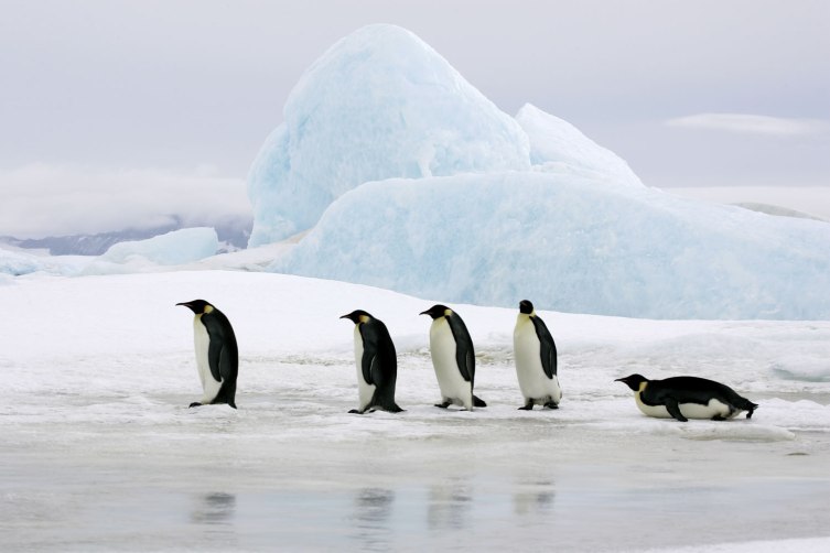 Cruise the South Pole | 50 Cultural Experiences to Try in 2014 | TIME.com