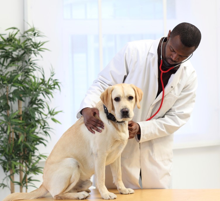 Dog Eats Homework and Has to Go to the Hospital