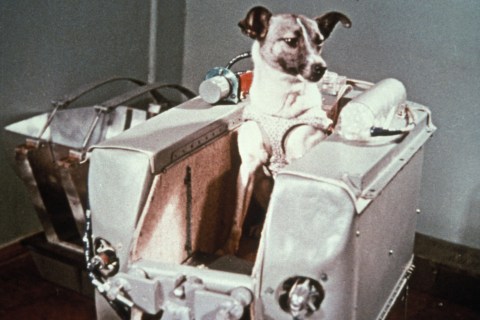 Laika, the first dog in space, in the sputnik 2 capsule.