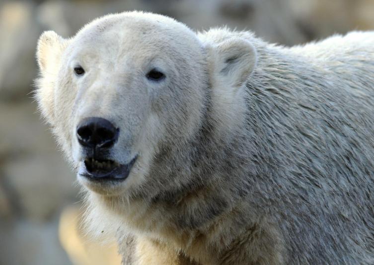 Knut | The 15 Most Influential Animals That Ever Lived | TIME.com