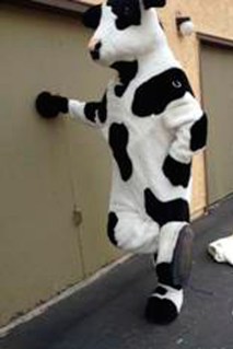 Cow-Costume-Stolen