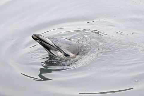Gowanus Dolphin