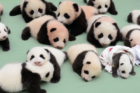 CHINA-ANIMAL-PANDA