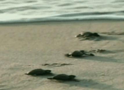 Baby Turtles Born in Mexico | TIME.com