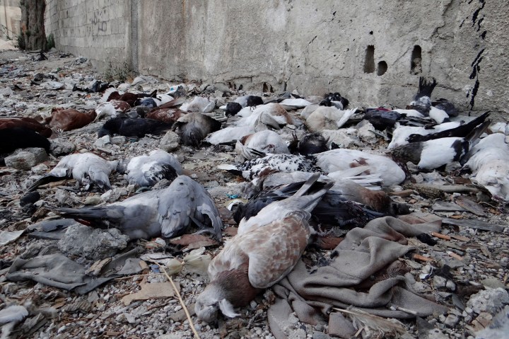 Pigeons lie on the ground after dying from what activists say is the use of chemical weapons by forces loyal to President Bashar Al-Assad in Damascus