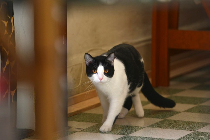 Mayoral candidate Morris the Cat is seen at his home in Xalapa