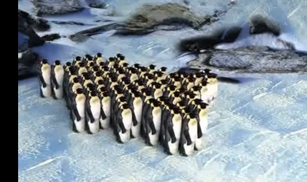 Video: Penguins Move Like Cars In Traffic | TIME.com