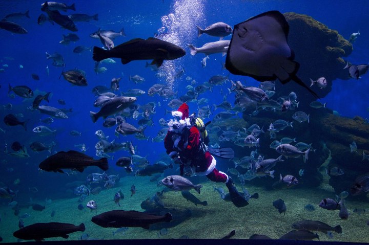 A diver wearing a Santa Claus costume swims among fish at the aquarium of Palma de Mallorca, December 11, 2013.
