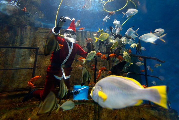 Diver dressed as Santa Claus feeds fish inside a fish tank at the Malta National Aquarium in Qawra, outside Valletta
