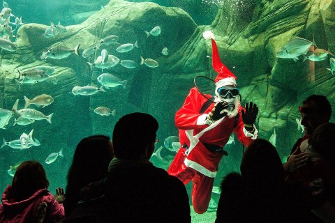 Greece Christmas Aquarium