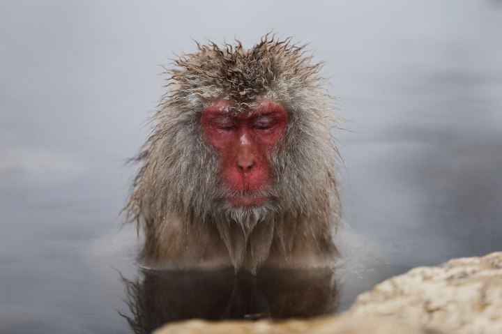 A Japanese Macaque soaks in a hot spring at a snow-covered valley in Yamanouchi town