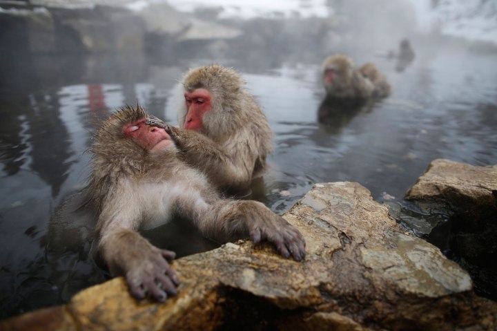 Japanese Macaques groom each other in a hot spring at a snow-covered valley in Yamanouchi town